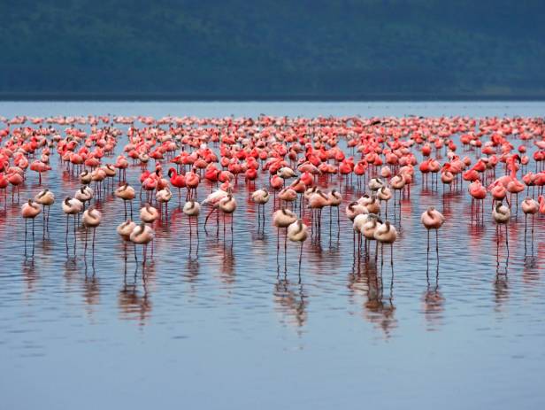 Rhino standing in front of a flock of flamingos at a water hole at Lake Nakuru