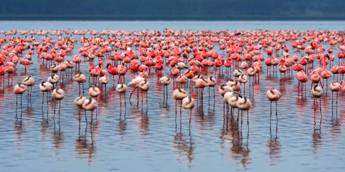 Flamingos in Lake Nakuru | Kenya | Africa
