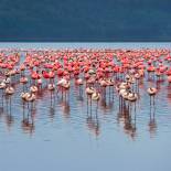 Flamingos in Lake Nakuru | Kenya | Africa