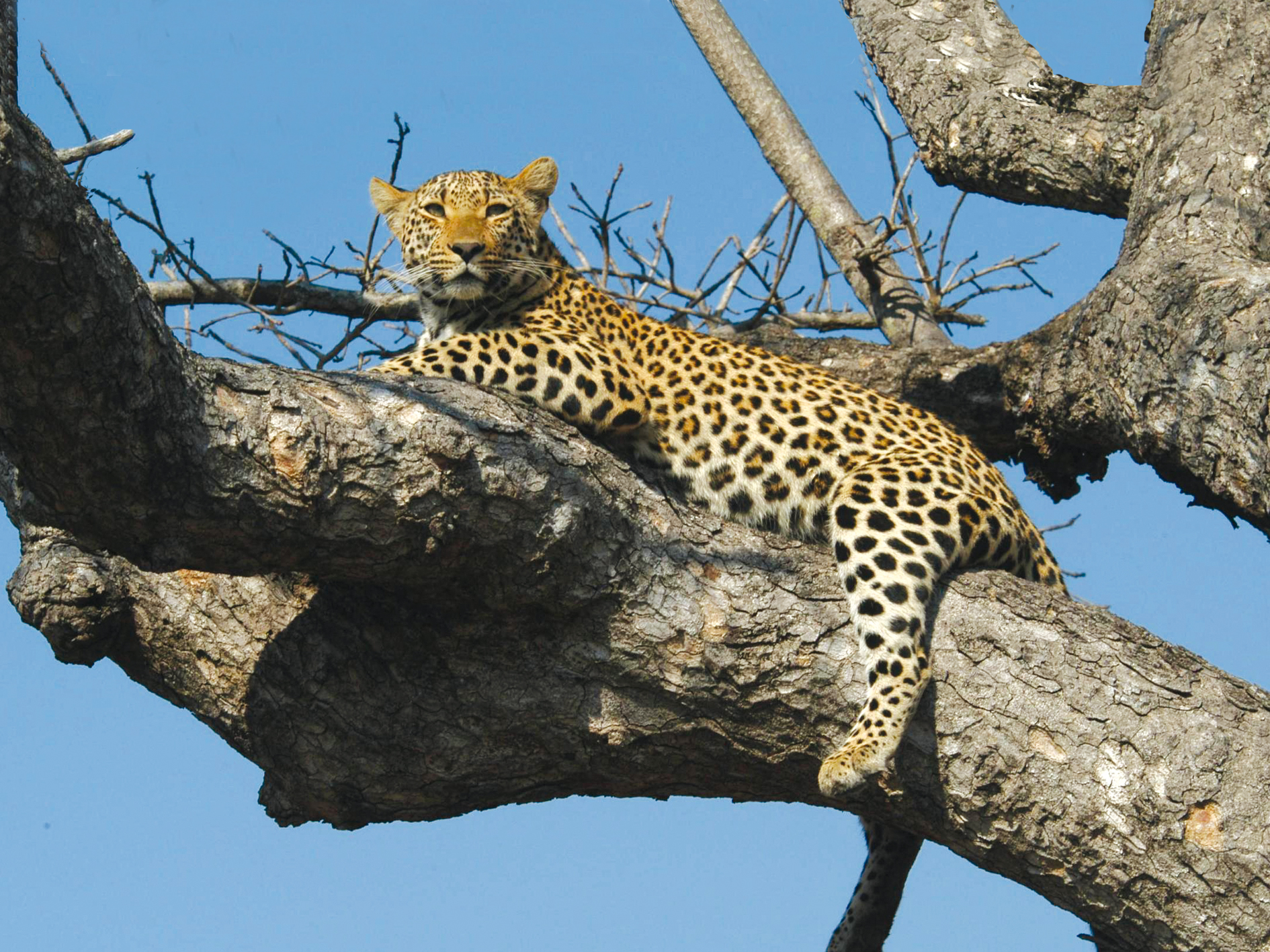 Gorilla Trek & Kenya Safari (Accommodated) - 18 days