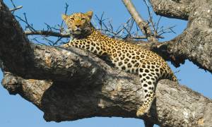 Safari-Safari-Itinerary-Main-Classic-Safaris-Africa