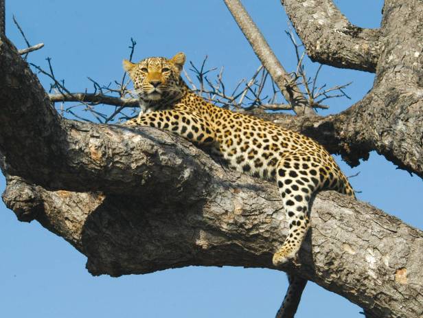 Leopard staring majestically at the camera in Kruger National Park