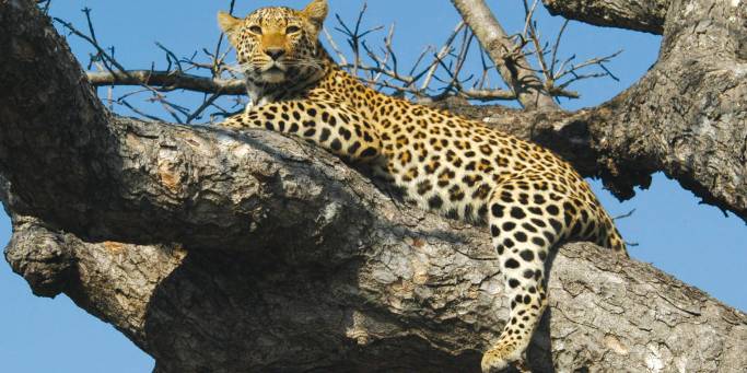 Leopard | African Safaris | Africa