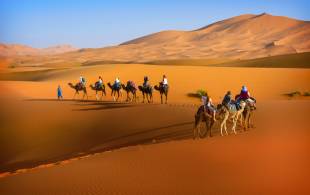 Sahara-Camels