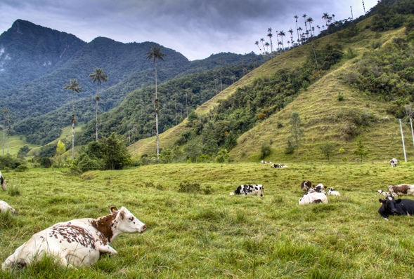 Day 8 - Pereira