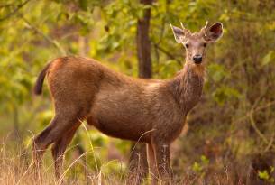 Sambar deer - Wildlife of Sri Lanka - On The Go Tours