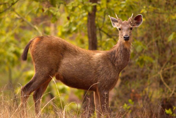 Sambar deer - Wildlife of Sri Lanka - On The Go Tours