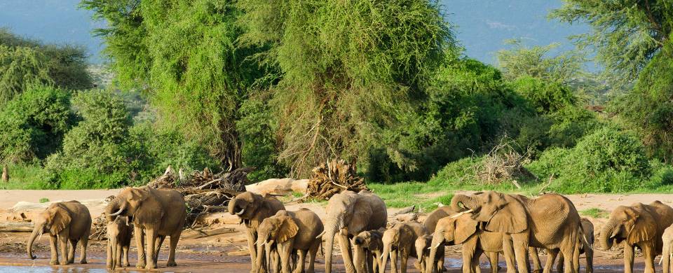 Elephants at a water hole with lush green vegetation behind them at Samburu National Park