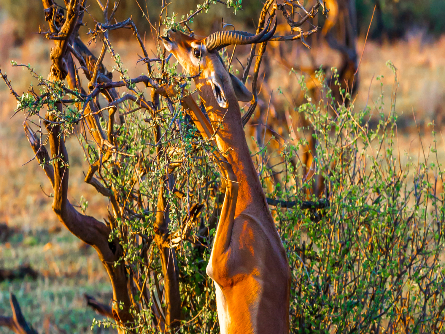 Day 5 - Samburu Reserve