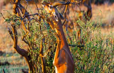 Gerunuk | Samburu National Park | Kenya