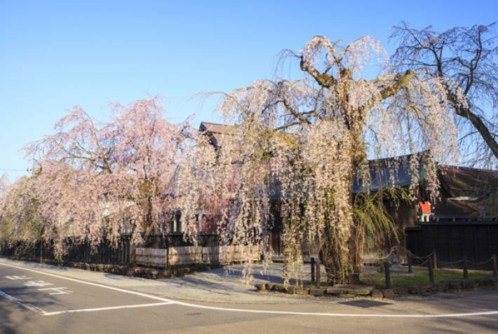 Samurai district of Kakunodate - Cherry blossom in Japan - On The Go Tours