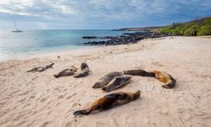San Cristobal - sea lions on beach - Galapagos best places to visit - On The Go Tours