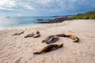 San Cristobal - sea lions on beach - Galapagos best places to visit - On The Go Tours
