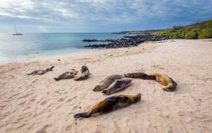 San Cristobal - sea lions on beach - Galapagos best places to visit - On The Go Tours