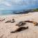 Sea lions lounging on the sands of San Cristobal island in the Galapagos