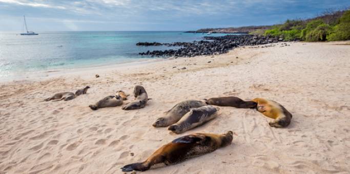 Sea lions lounging on the sands of San Cristobal island in the Galapagos