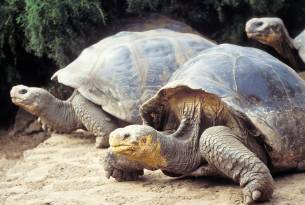 Santa Cruz - Giant tortoises - Galapagos best places to visit - On The Go Tours