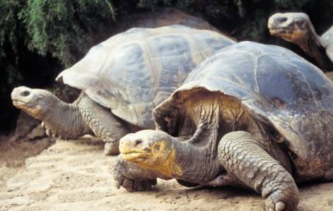 Santa Cruz - Giant tortoises - Galapagos best places to visit - On The Go Tours