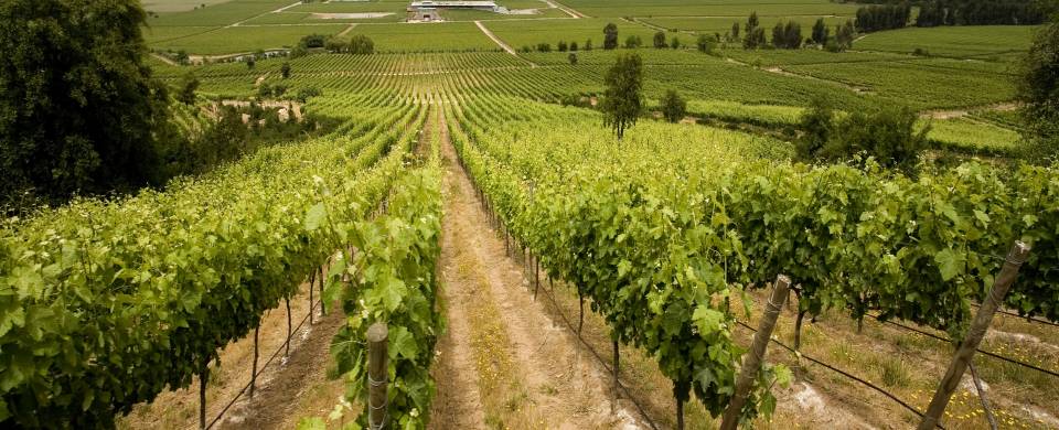 Vineyard stretching out in to the distance in the wine-making region of Santa Cruz