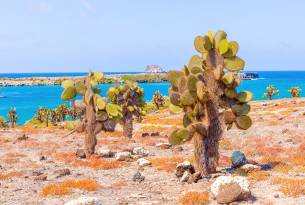 Santa Fe - cacti - Galapagos best places to visit - On The Go Tours