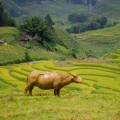 View of the verdant countryside in Sapa