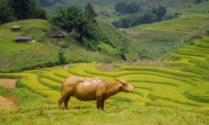 Sapa - Vietnam