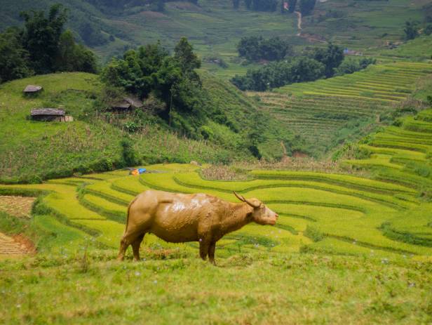 View of the verdant countryside in Sapa