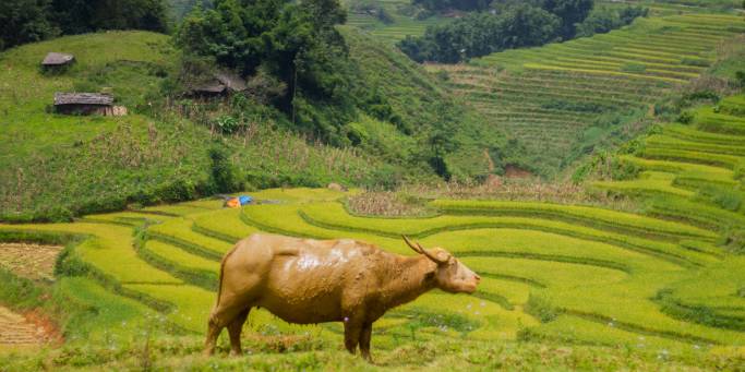 Sapa - Vietnam