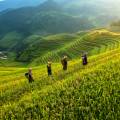 View of the verdant countryside in Sapa