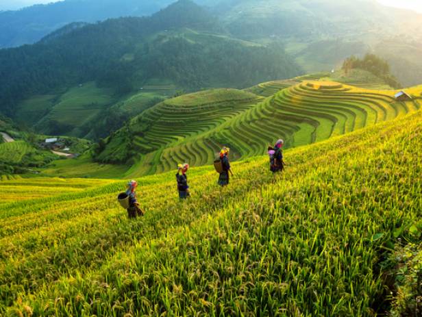 View of the verdant countryside in Sapa