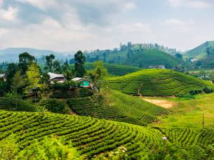 Scenic tea plantation in Sri Lanka highlands