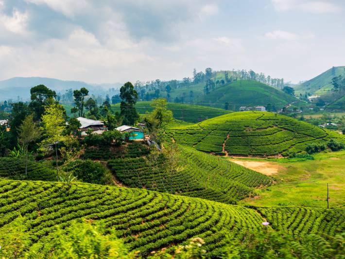 Scenic tea plantation in Sri Lanka highlands