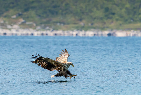 Sea Eagle