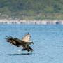 Sea Eagle