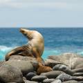 Marine iguana on a rock on the Galapagos Islands