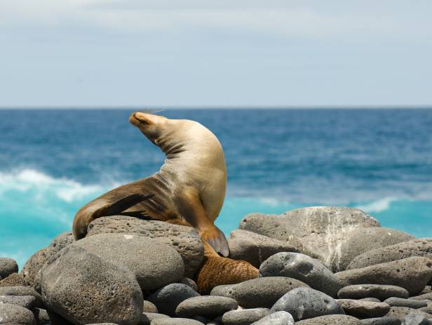 Marine iguana on a rock on the Galapagos Islands