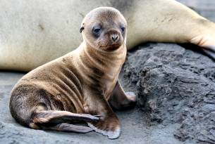 Sea lion pup - Galapagos Wildlife Calendar - On The Go Tours