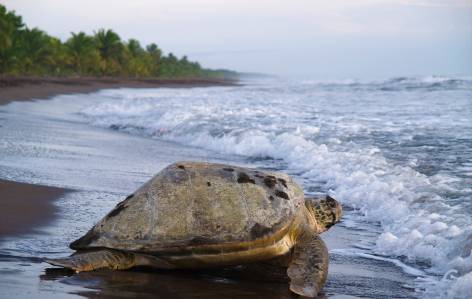Sea turtle at Tortugero NP - Costa Rica Tours - On The Go Tours