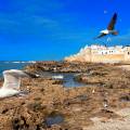 The walled city of Essaouira sitting on the edge of the water