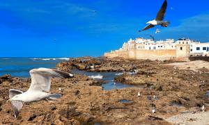 Seagulls flying over Essaouira - Morocco Tours - On The Go Tours