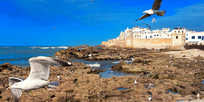 Seagulls flying over Essaouira | Morocco