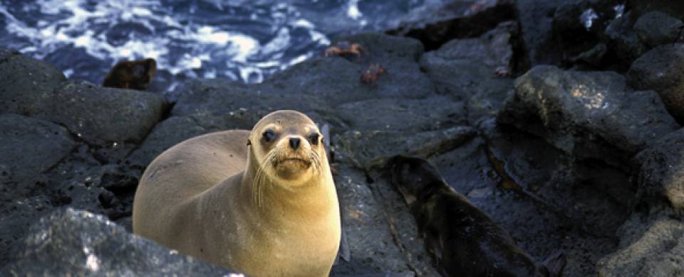 Seal Peru