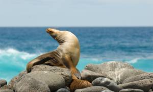 Seal on rock Galapagos