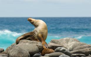 Seal on rock Galapagos