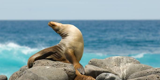Seal on rock Galapagos