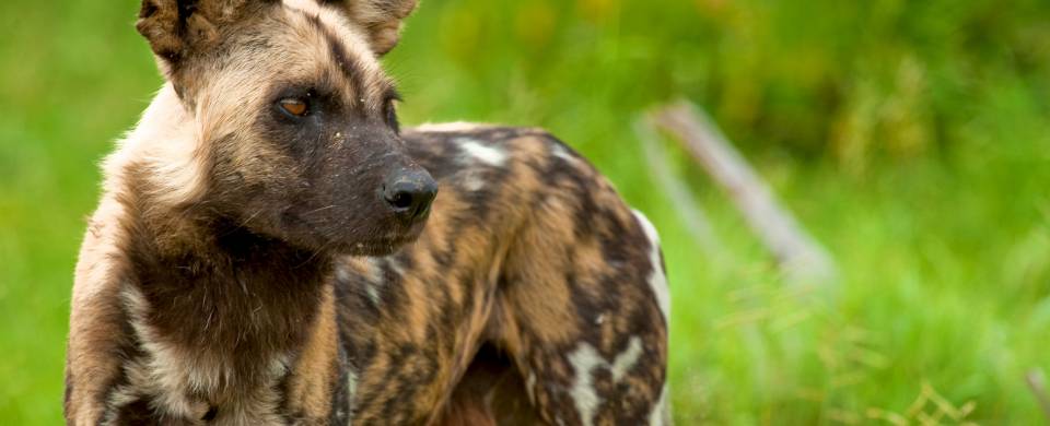 Close up of the rare and endangered wild dog at Selous Game Reserve