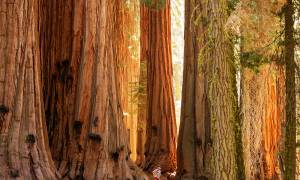 Sequoia National Park - USA