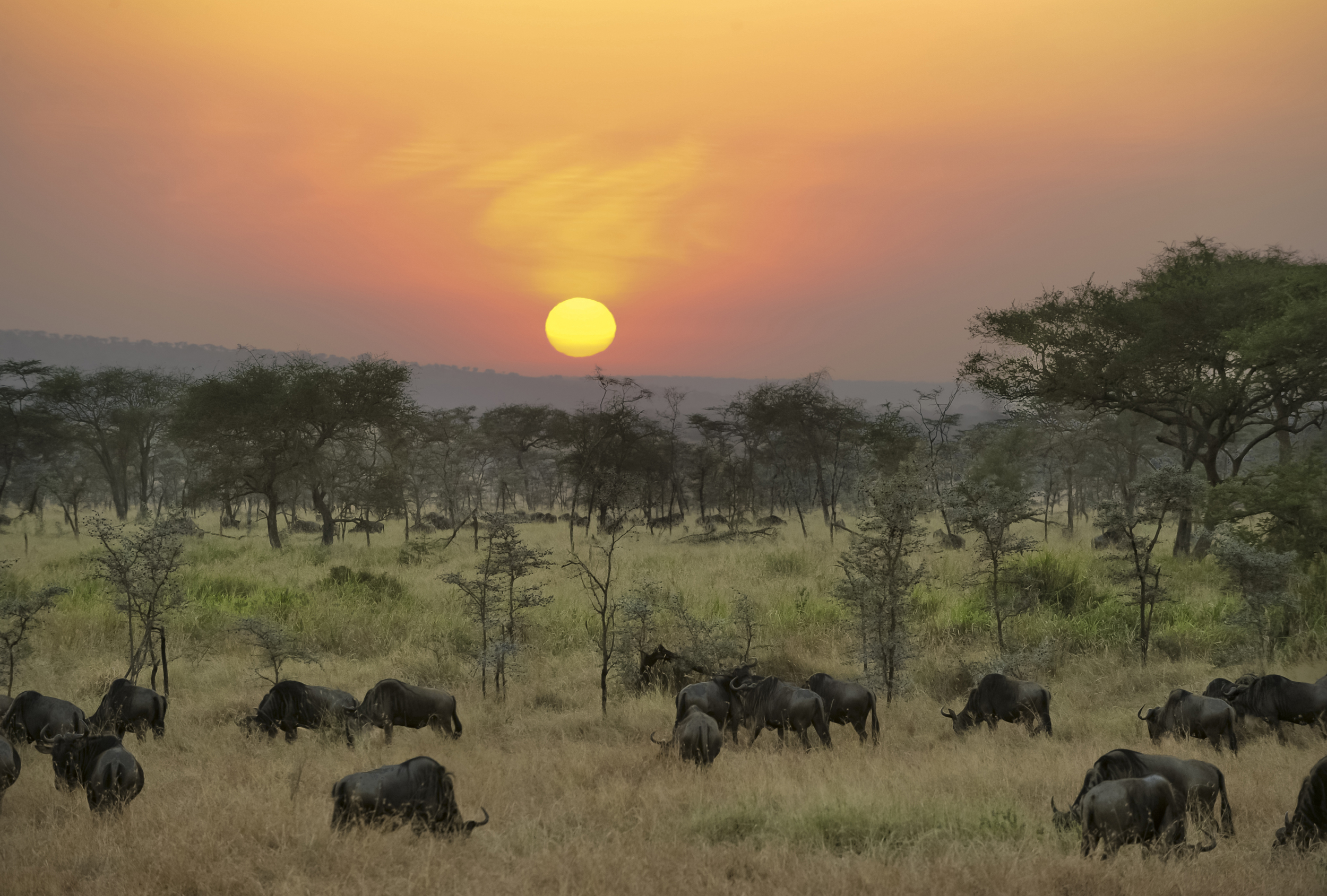Serengeti