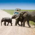 Family of elephants walking across the road in front of a jeep in the Serengeti National Park