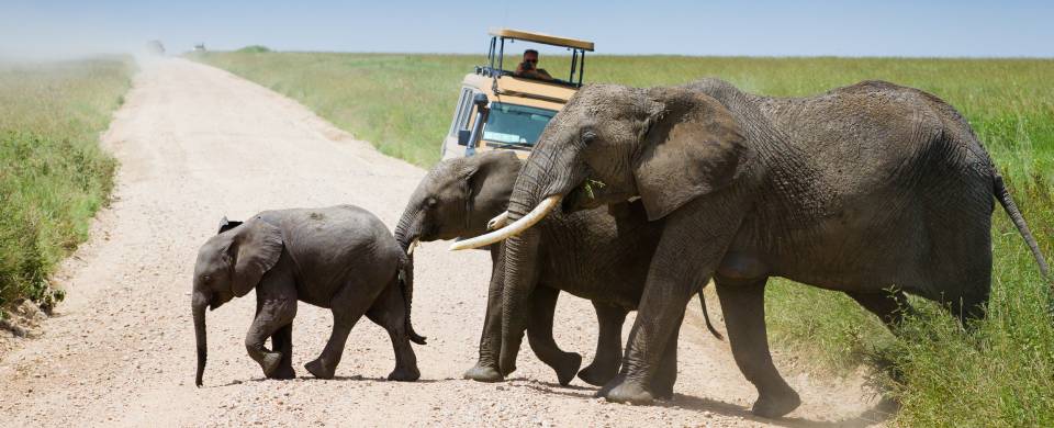 Family of elephants walking across the road in front of a jeep in the Serengeti National Park